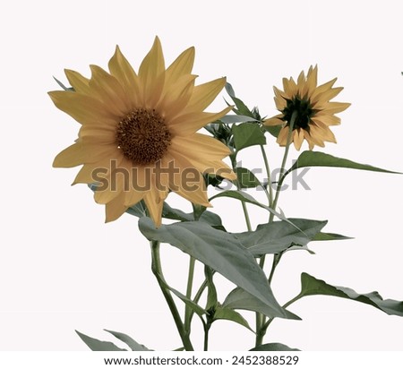 Picture of sunflower plant captured on 22.4.24
Jhang, pakistan