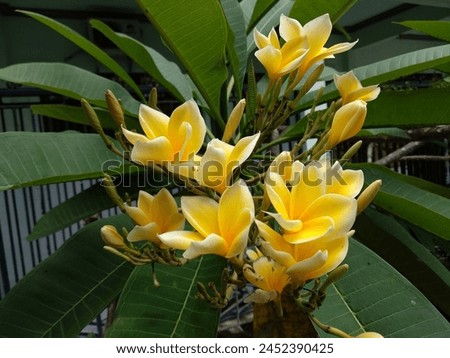 Plumeria are tropical trees with dark green leathery leaves and white, yellow or pink flowers that are known for their heady fragrance. Royalty-Free Stock Photo #2452390425