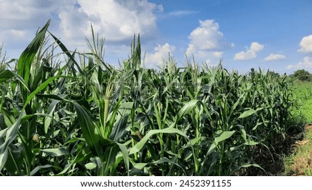 Full-grown maize plants. Mature plants showing ears. Royalty-Free Stock Photo #2452391155