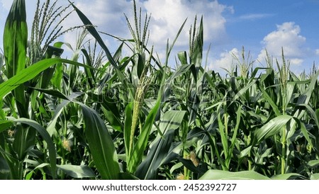 Full-grown maize plants. Mature plants showing ears. Royalty-Free Stock Photo #2452392727