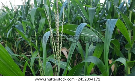 Full-grown maize plants. Many small male flowers make up the male inflorescence, called the tassel. Royalty-Free Stock Photo #2452394171
