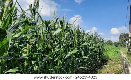 Full-grown maize plants. Mature plants showing ears. Royalty-Free Stock Photo #2452394323