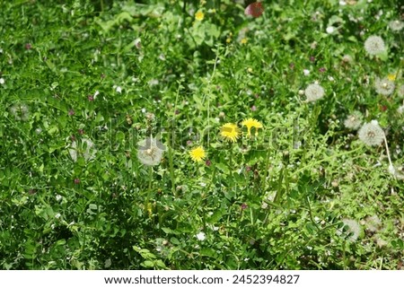 Weeds are growing in the vacant lot Royalty-Free Stock Photo #2452394827