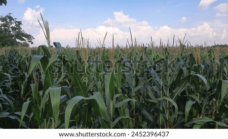 Full-grown maize plants. Mature plants showing ears. Royalty-Free Stock Photo #2452396437