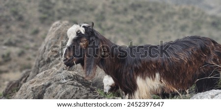 black goat close-up picture standing in rock