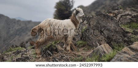 long hair white and brown goat full picture in mountains
