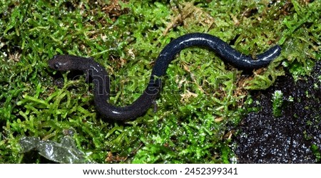 English Name:
Common Worm Salamander,41.	Beautiful salamander of the genus Oedipina, black with small white spots perched on green moss. 