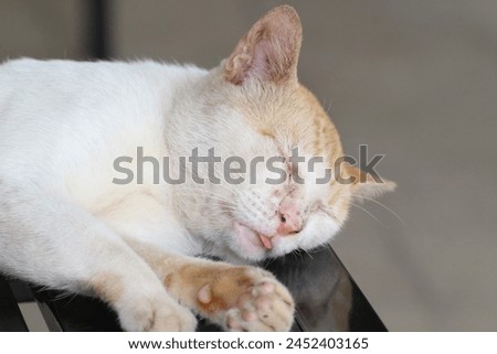
A cute adult male cat with white and yellow fur is sleeping on an iron table on the terrace of the house. Selected focus.
