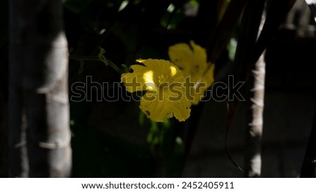 Yellow flower on black background isolated, macro, natural, with stem