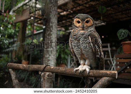 orange-faced spotted wood owl (Strix seloputo) hanging on wood