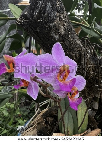 Doritia pulcherrima flower, orchid flower, orchid backgroud