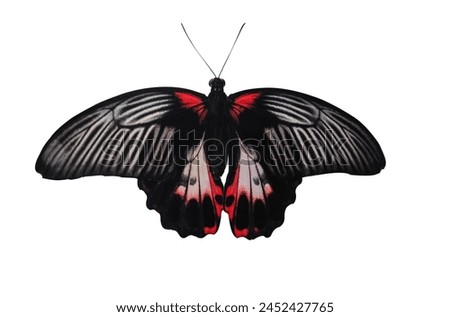 Tropical butterfly Papilio Rumanzovia isolated on white background close up. Beautiful black and red Papilio Rumanzovia (Scarlet Mormon) element for design with clipping mask.