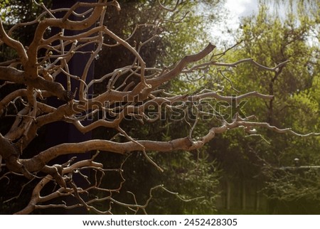Twisted tree without foliage with wavy branches, corylus avellana contorta. Mysterious forest, twisted tree branches create an eerie and enchanting atmosphere in the dark woodland. Royalty-Free Stock Photo #2452428305