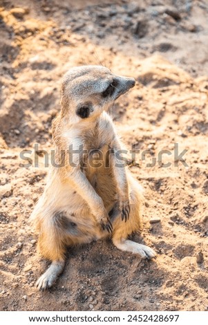 Meerkat ,Suricata suricatta, on hind legs. Portrait of meerkat standing on hind legs with alert expression. Portrait of a funny meerkat sitting on its hind legs and watching out for enemies