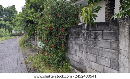 Photo of a house wall made of brick and covered with dense hibiscus flowers.