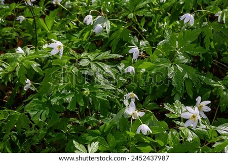 The many white wild flowers in spring forest. Blossom beauty, nature, natural. Sunny summer day, green grass in park. Anemonoides nemorosa.