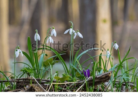 Flowers snowdrops in garden, sunlight. First beautiful snowdrops in spring. Common snowdrop blooming. Galanthus nivalis bloom in spring forest. Snowdrops close up. Royalty-Free Stock Photo #2452438085