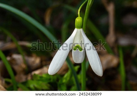 Flowers snowdrops in garden, sunlight. First beautiful snowdrops in spring. Common snowdrop blooming. Galanthus nivalis bloom in spring forest. Snowdrops close up. Royalty-Free Stock Photo #2452438099