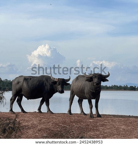 View of the rice fields Saw two buffaloes standing together.