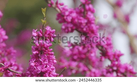 Blossoming Cercis Siliquastrum With Bees. Judas Tree Cercis Siliquastrum Bodnant Flowering. Close up. Royalty-Free Stock Photo #2452446335