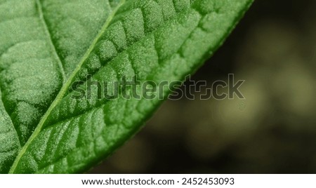 Macro photo green leaf photo. Selective focus with narrow depth of field. Space for copy-paste behind close-up texture of leaf. Royalty-Free Stock Photo #2452453093