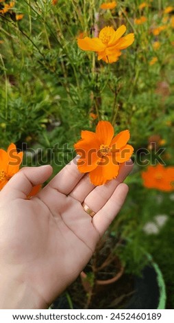 A close-up photo on hand holding a Cosmos sulphureus, Orange Cosmos Flower, at Sabah Borneo, Malaysia. 