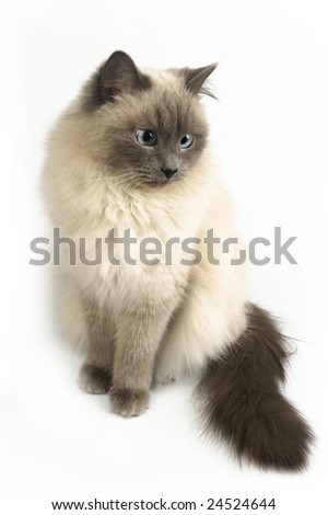 Furry cat isolated on white