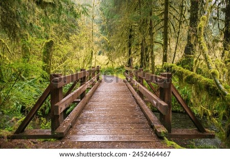 Boardwalk Bridge at Hoh Rainforest in Olympic National Park, USA