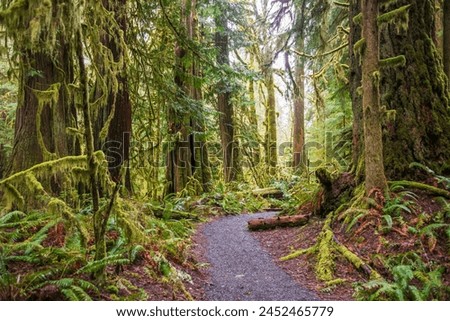 The Marymere Falls Trail in Olympic National Park, USA