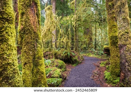 The Marymere Falls Trail in Olympic National Park, USA Royalty-Free Stock Photo #2452465809