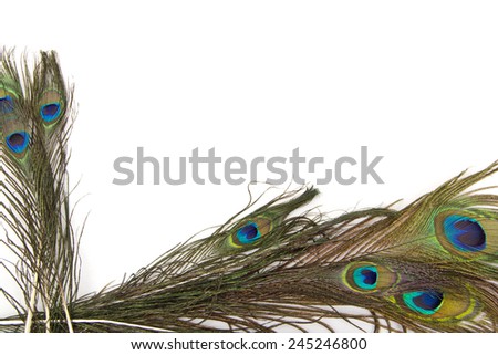 peacock feathers isolated white background
