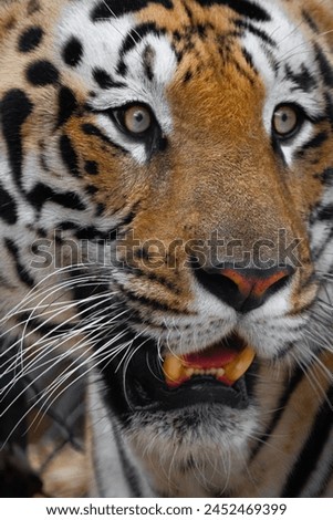 A closeup of tiger face in roar and anger