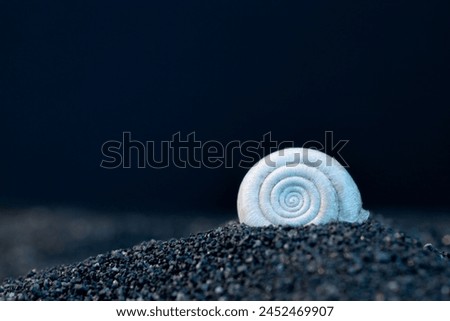 Explore the beauty of macro photography with snail shells on black sand and obsidian. Discover intricate details in our stunning collection. Perfect for nature enthusiasts and designers. License now!