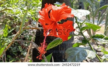 Bright Red Hibiscus Flower Glowing in Sunlight. Vibrant Bloom backlit with fiery red tones. Tropical beauty Background Wallpaper, Flower Photography, Nature's Beauty, Exotic Floral Image, Rose Mallow