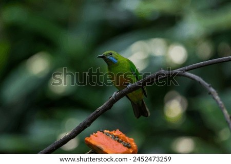 Orange-bellied Leafbird The head, upper body, neck, chest, wings and tail are green, the lower chest, belly and underside are yellow-orange.