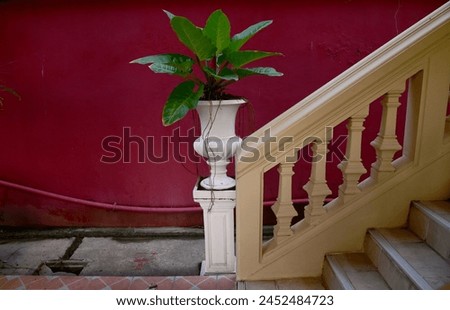 Beautiful Philodendron sp. ‘Ruaysap’ is ornamental plant in pots on white cement pillars located near soft yellow colored cement staircase of the building at Thailand. Royalty-Free Stock Photo #2452484723
