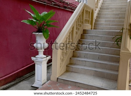 Beautiful Philodendron sp. ‘Ruaysap’ is ornamental plant in pots on white cement pillars located near soft yellow colored cement staircase of the building at Thailand. Royalty-Free Stock Photo #2452484725