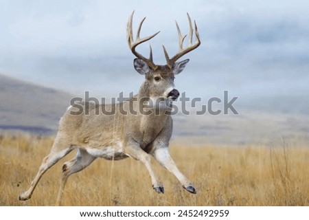The Barasingha or Swamp deer (Rucervus duvaucelii) is a deer species currently found in isolated localities in north and central India,  and parts of the eastern tropical forests of Pakistan, where Royalty-Free Stock Photo #2452492959