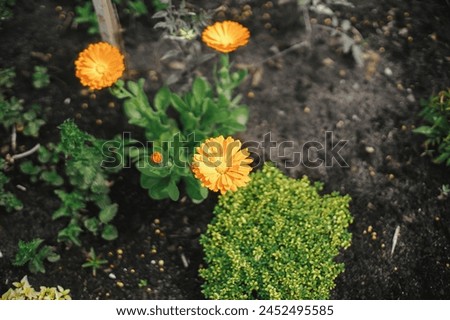 Beautiful calendula blooming in english cottage garden. Close up of orange marigold flower. Floral wallpaper. Homestead lifestyle and wild natural garden
