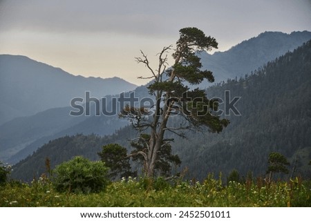 Solitary tree silhouetted against a dusky sky with a backdrop of soft mountain contours Royalty-Free Stock Photo #2452501011