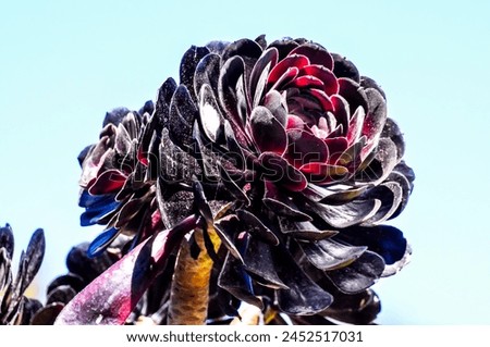 A black flower with a red center is in the middle of a blue sky. The flower is surrounded by other flowers, but it stands out as the main focus of the image