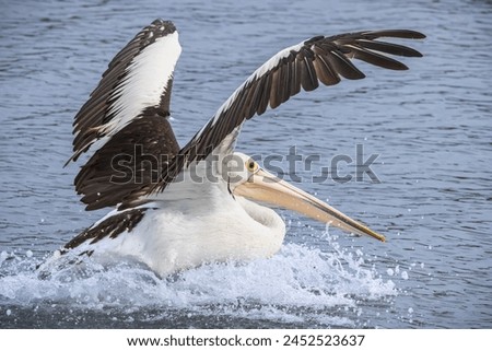 An Australian Pelican with wings spread in a bay Royalty-Free Stock Photo #2452523637