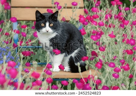 Cute cat, tuxedo pattern black and white bicolor, European Shorthair, sitting on a chair in the midst of pink flowering rose campion in a garden, Germany Royalty-Free Stock Photo #2452524823