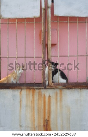 Two cats, one yellow and one black cat staring at the camera near rusty fence