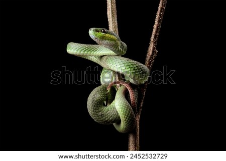 White-lipped tree viper Trimeresurus albolabris, green viper snake Royalty-Free Stock Photo #2452532729