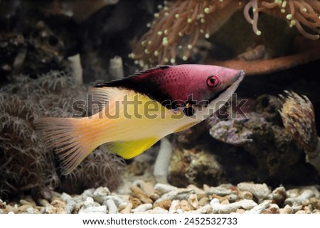 Beautiful Indonesia marine fish on the coral reefs