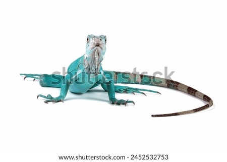 Blue Iguana isolated on white, blue Iguana Cyclura Lewisi, Grand Cayman Blue Iguana Royalty-Free Stock Photo #2452532753