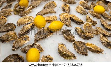 Fresh Oysters with lemons on the counter on ice in store. Oysters for sale at the seafood market. Aphrodisiac sea restaurant, expensive fresh food, dish menu
