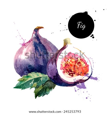 Hand drawn watercolor painting on white background. Vector illustration of fruit fig Royalty-Free Stock Photo #245253793