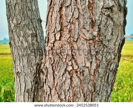 detailed image of the pattern on the main stem bark and the branch
